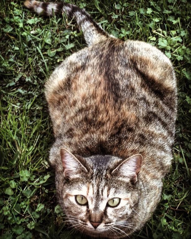 Ca' Dei Gatti Villa Toscolano Maderno Dış mekan fotoğraf