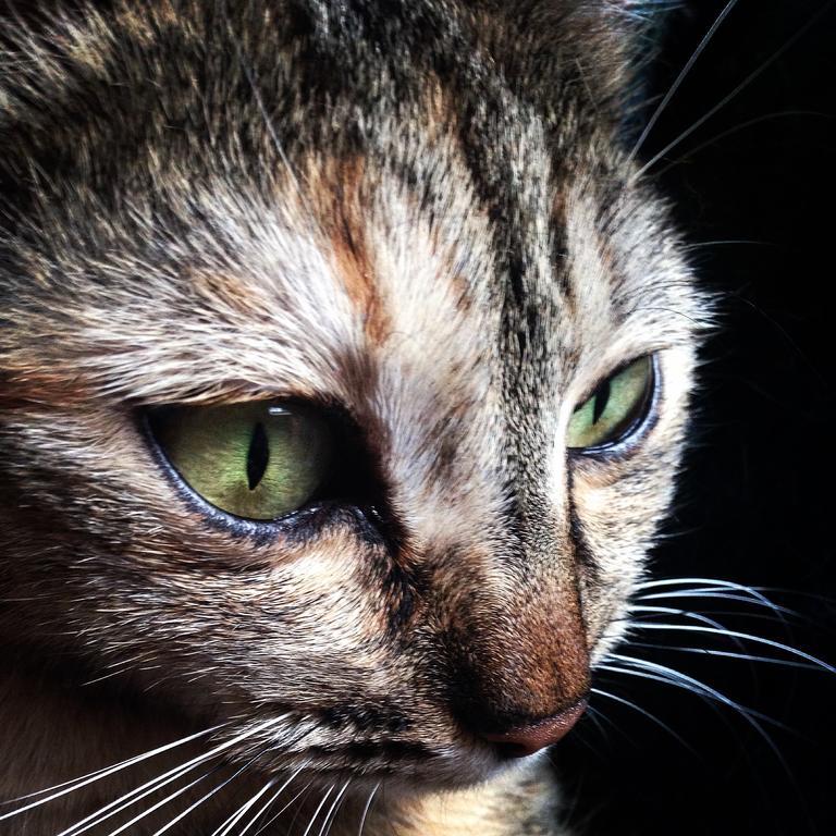 Ca' Dei Gatti Villa Toscolano Maderno Dış mekan fotoğraf